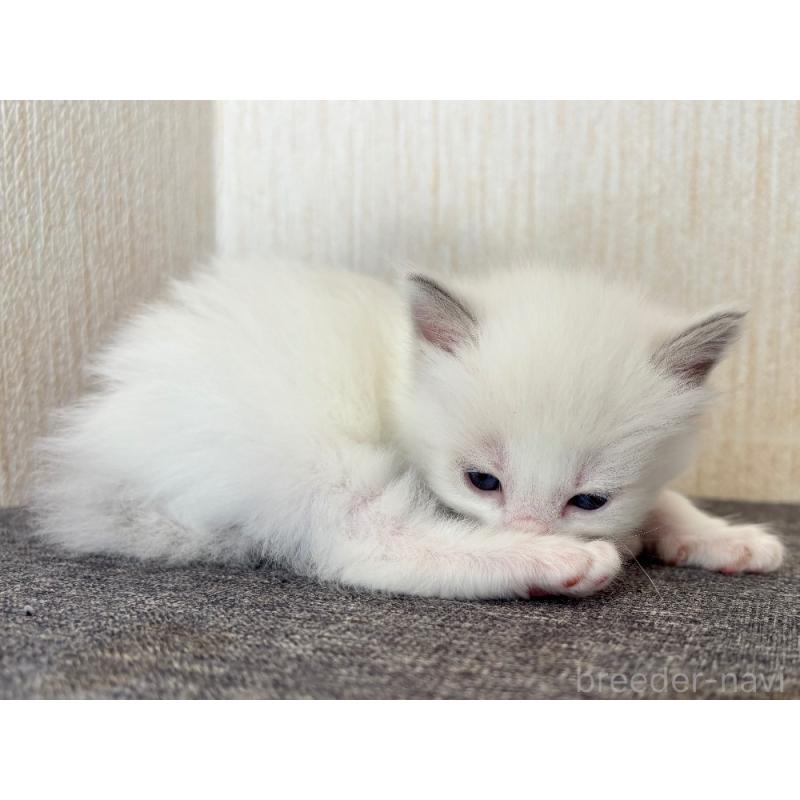 販売中の千葉県のラグドール-126626の4枚目